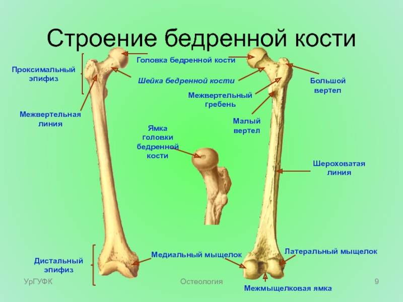 Анатомия, строение кисти: пястно-фаланговый сустав - все о суставах