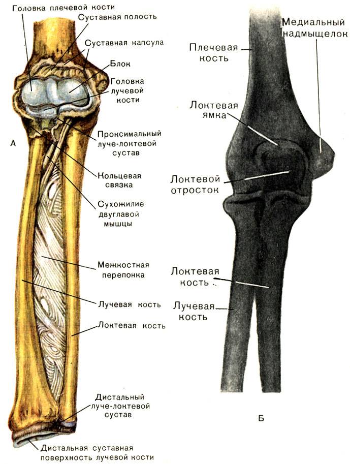 Лучезапястный сустав — анатомия, строение, функции (с фото)