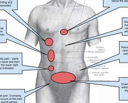 Расположение яичников у женщин. фото, относительно пупка, кишечника, где находятся, размеры в норме, как болят, заболевания