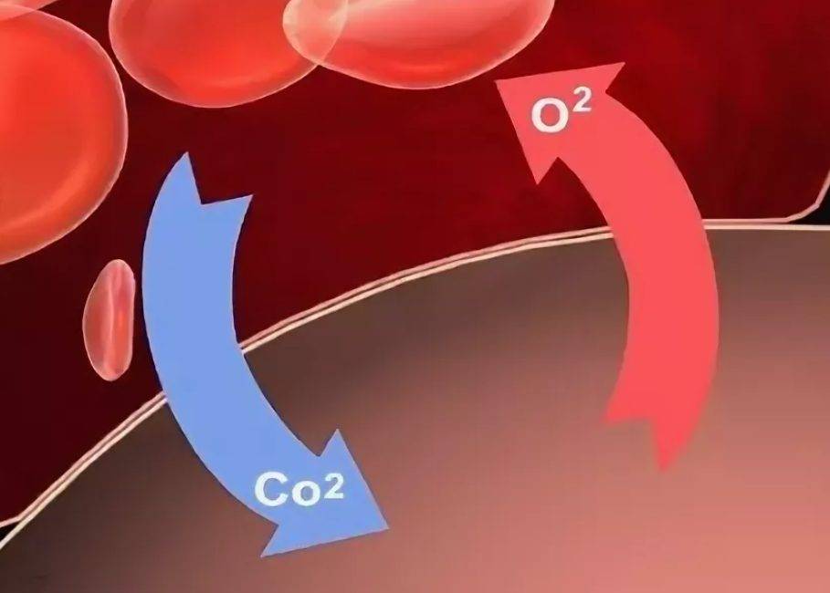Кислород токсин. Кровь эритроциты кислород.