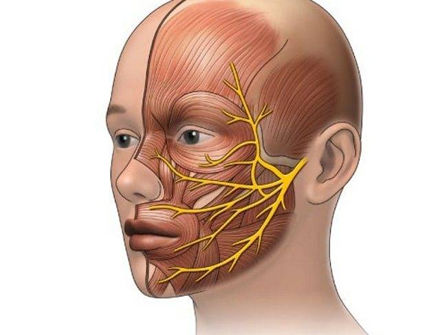 Невралгия лицевого нерва: причины, симптомы и лечение