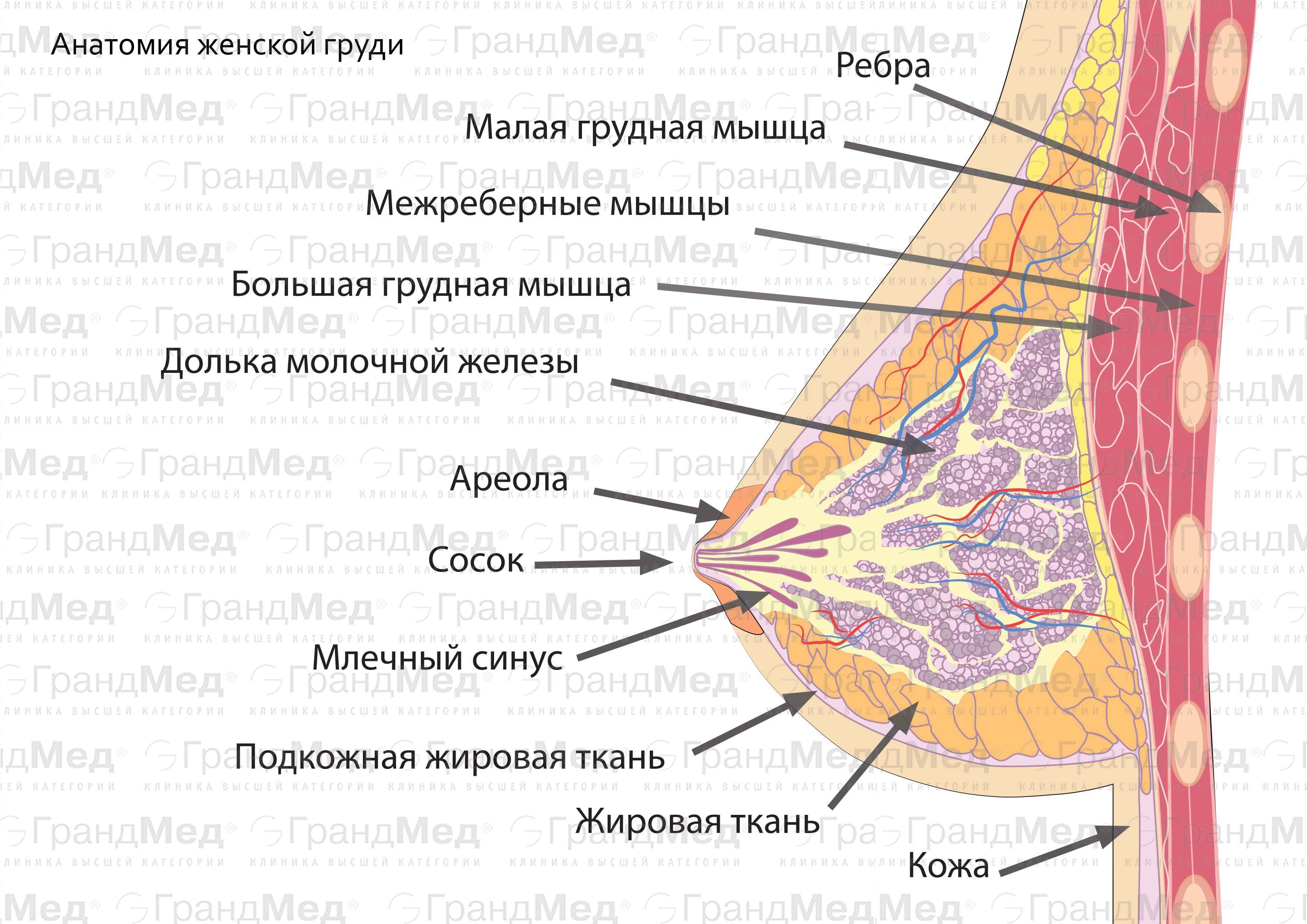 Как называют женскую железу. Молочная железа функции анатомия. Схема строения молочной железы. Строение железистой ткани молочной железы. Строение ареолы молочной железы.
