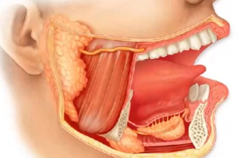 Слюновыделение во рту. Околоушная слюнная железа анатомия. Воспаление протоков слюнной железы. Ротовая полость анатомия слюнные железы. Сиаладенит подъязычной слюнной.