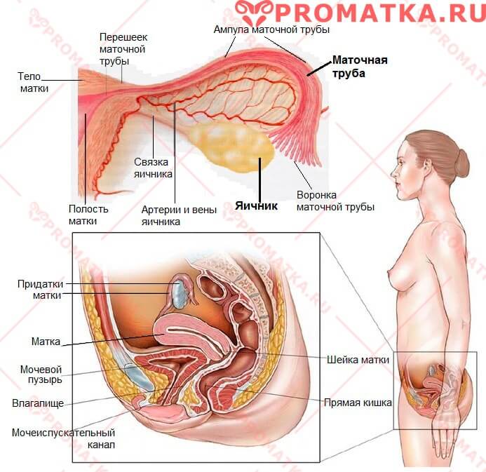 Анатомия матки