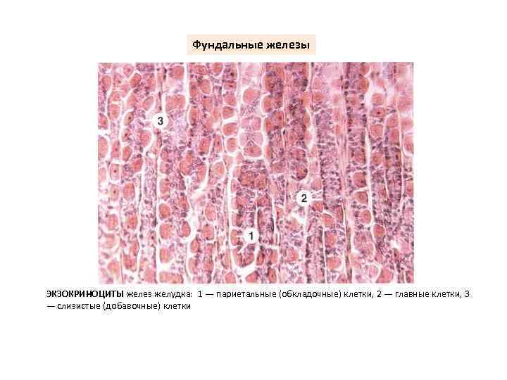 Обкладочные клетки желез желудка вырабатывают | tsitologiya.su