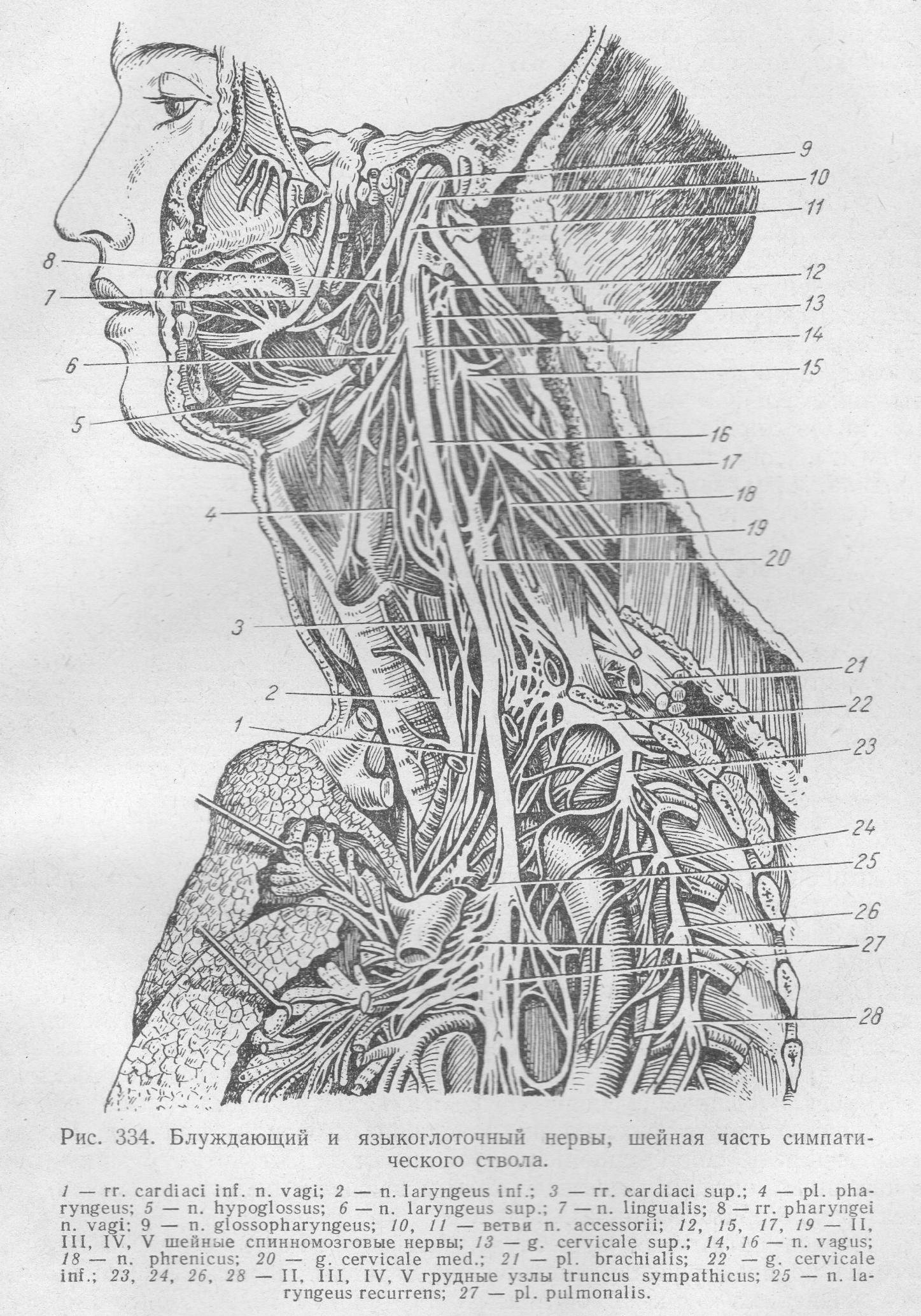 Головной отдел блуждающего нерва. Нервус вагус блуждающий нерв. Блуждающий нерв Неттер. Блуждающий нерв анатомия Неттер. Nervus Vagus анатомия.