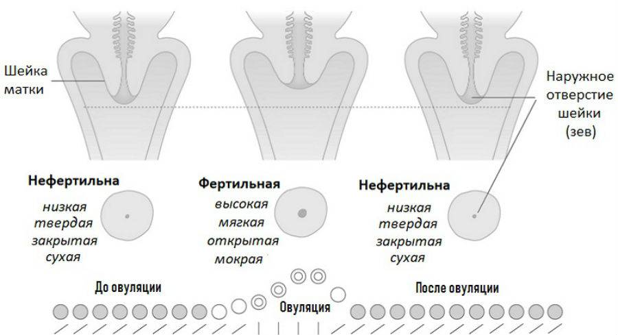 Почему увеличивается матка