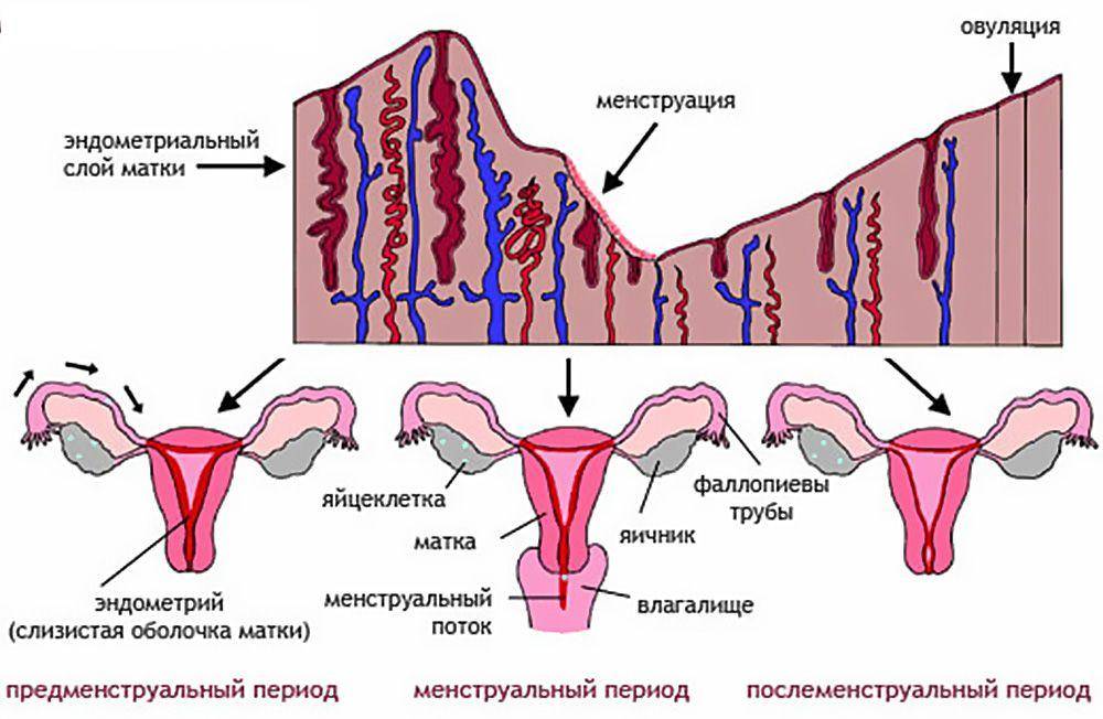 Менструальный цикл по фазам | исследования эндометрия