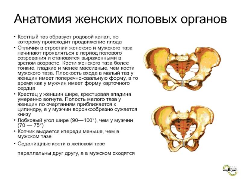 Различие половых органов. Половые отличия таза. Анатомия таблица. Таблица половые различия таза толщина кости. Кости женского таза анатомия. Различия мужского и женского таза.