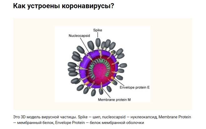 Сколько живет коронавирус в организме человека и разных поверхностях
