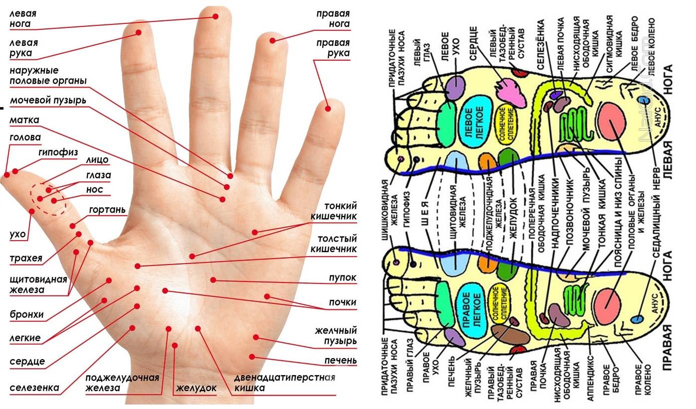 Уроки самолечения: узнаем, какой палец отвечает за какой орган :: syl.ru