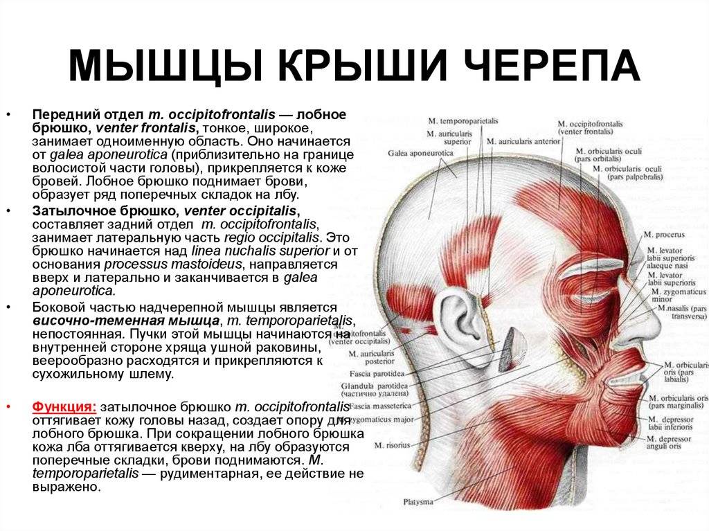 Боль в теменной области головы. Мышцы крыши черепа Надчерепная мышца.