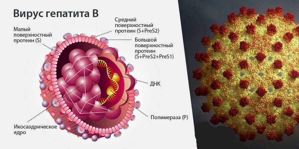 Вирусный гепатит опасен. Строение вируса гепатита б. Возбудители вирусных гепатитов b. Гепатит б возбудитель. Вирус гепатита б рисунок.