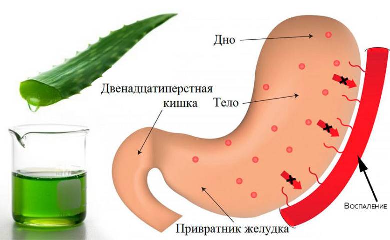 Травы при гастрите желудка: лечение в домашних условиях | gastritoff