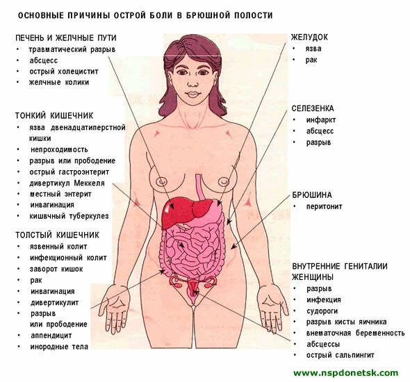 Что находится слева у человека: какие органы могут болеть - сайт об орв и лор заболеваниях