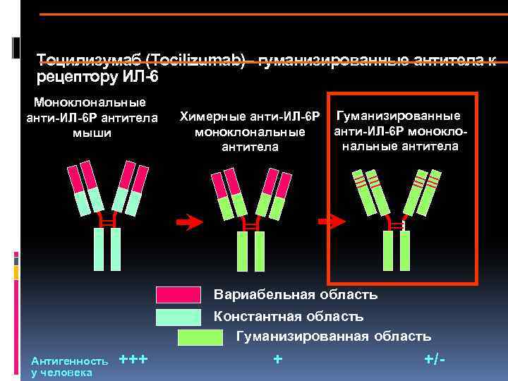 Моноклональные антитела.