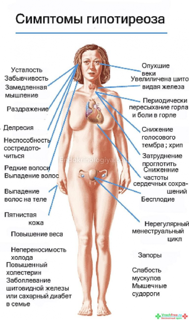 Гипертиреоз у женщин: основные симптомы, лечение (препараты), питание, диагностика