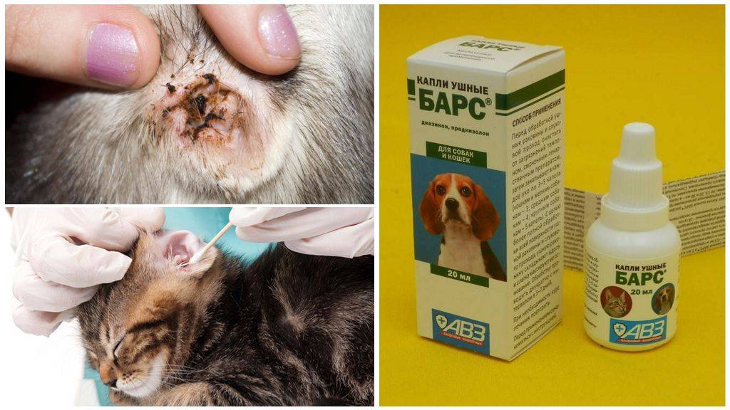 Капли для кошек от ушного клеща: обзор средств и правила применения
