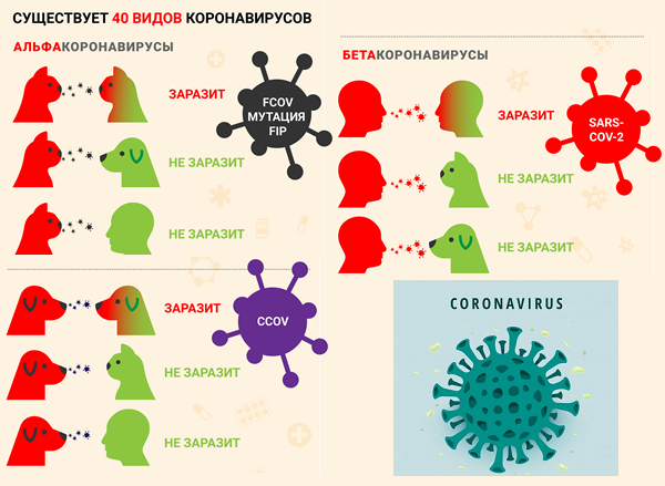 Инфицирования коронавирус