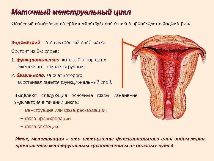 Гистологическое исследование эндометрия
