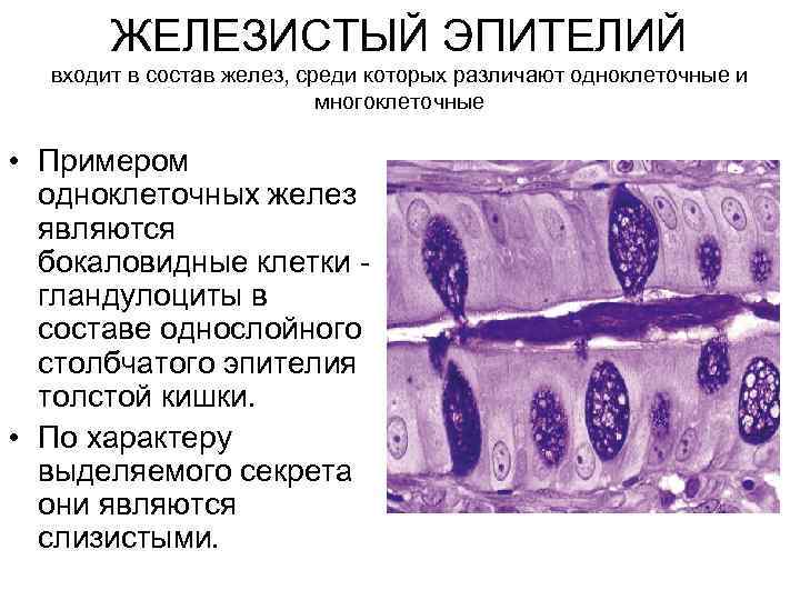 Железистые клетки эпителия в тканях желудка что вырабатывают