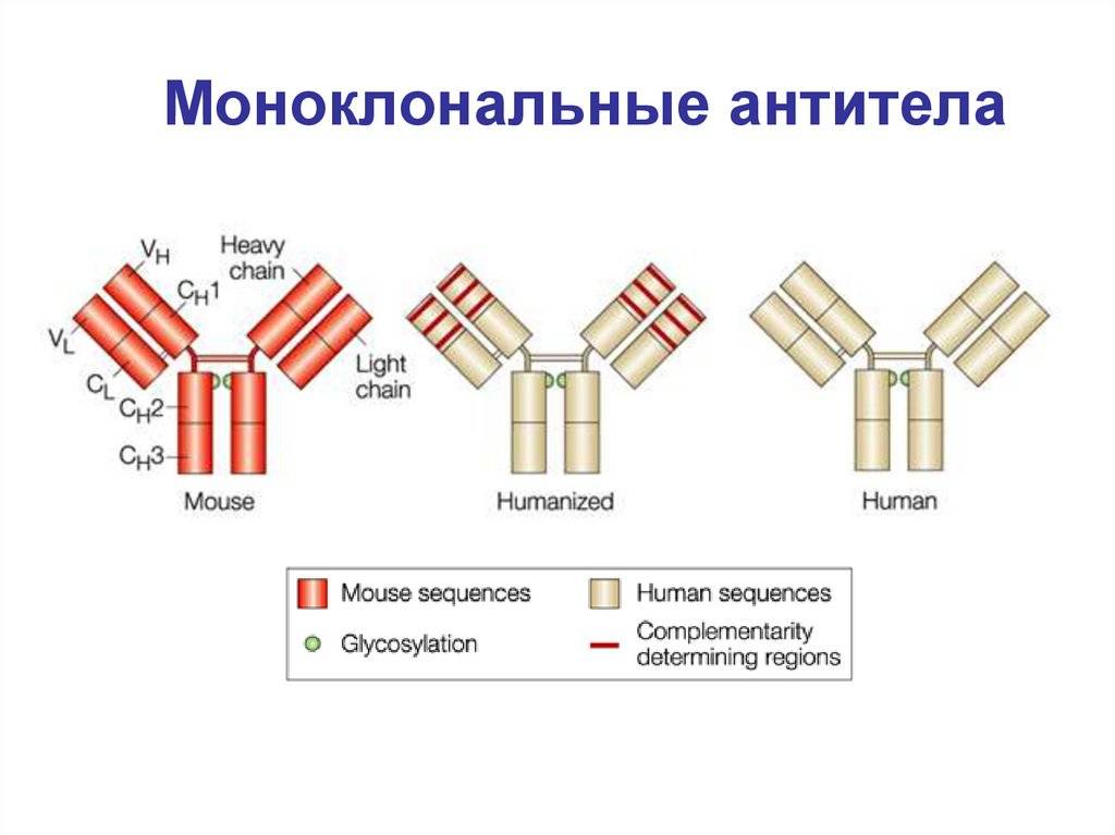 Моноклональные антитела: что это, применение и препараты