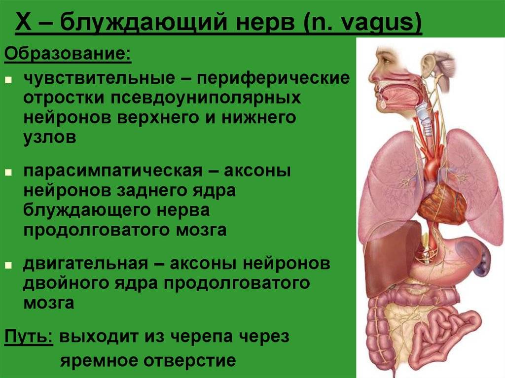 Воспаление блуждающего нерва. Вагус блуждающий нерв. Нервус вагус блуждающий нерв. Блуждающий нерв (x). Блуждающий нерв анатомия.