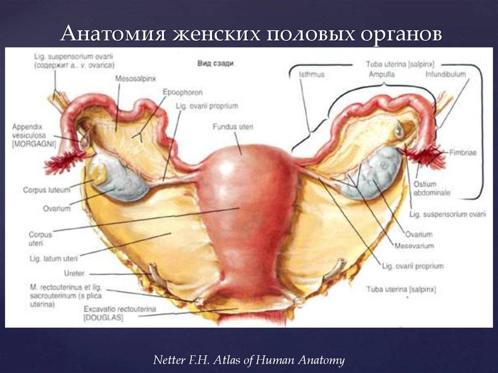 Анатомия матки - детская городская больница г. калуга