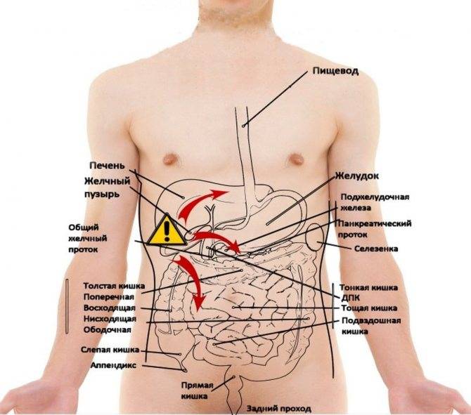 Боль в кишечнике слева внизу живота: причины и симптомы