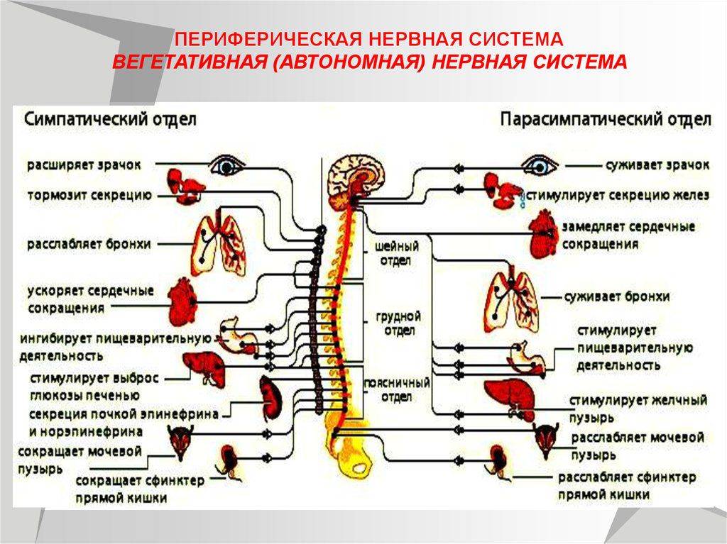 Парасимпатическая слюна. Парасимпатический отдел вегетативной нервной системы схема. Функции парасимпатической вегетативной нервной системы. Симпатический отдел вегетативной нервной системы челоыек. Общая характеристика симпатической нервной системы.