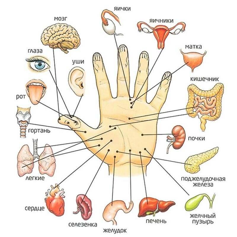 Акупунктурные точки на руке (ладони) для точечного массажа - схема с органами