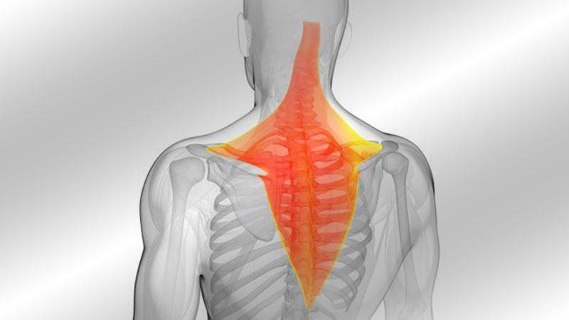 Болят мышцы шеи и воротниковой зоны (сбоку, сзади), почему шейная мышца постоянно напряжена