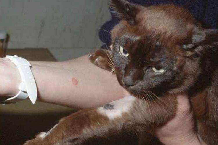 Передается ли человеку от кошки стригущий лишай, можно ли им заразиться, опасны ли кошачьи кожные заболевания для людей?