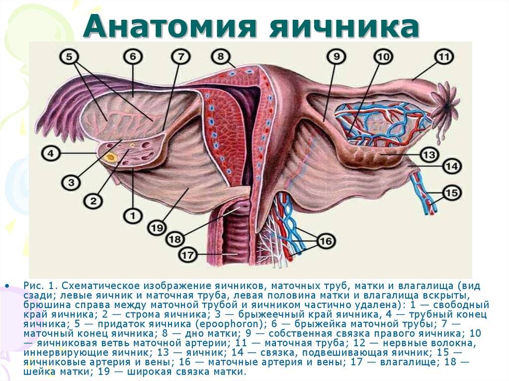 Матка женщины. строение матки: где находится, как выглядит, размеры, картинки и фото с описанием, анатомия женщины (придатки, связки, шейка) нерожавшей и беременной