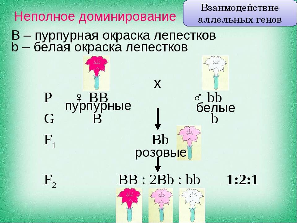Взаимодействие аллельных генов (доминирование, неполное доминирование, кодоминирование).