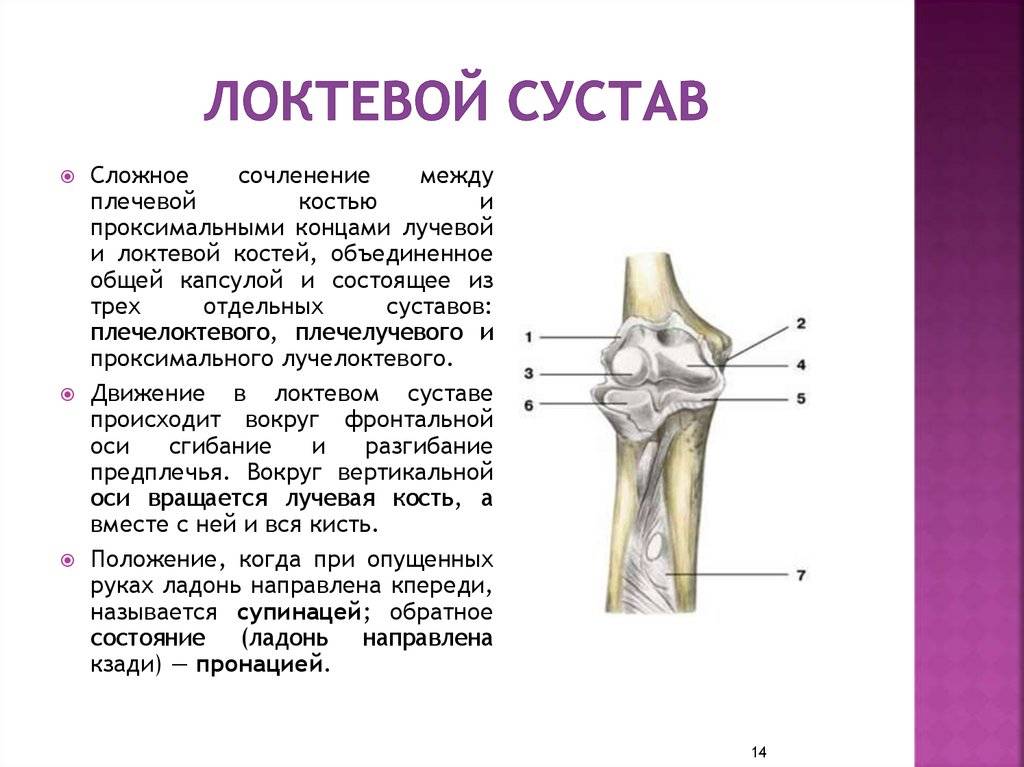 Дистальный лучелоктевой сустав - анатомия - медицинская энциклопедия