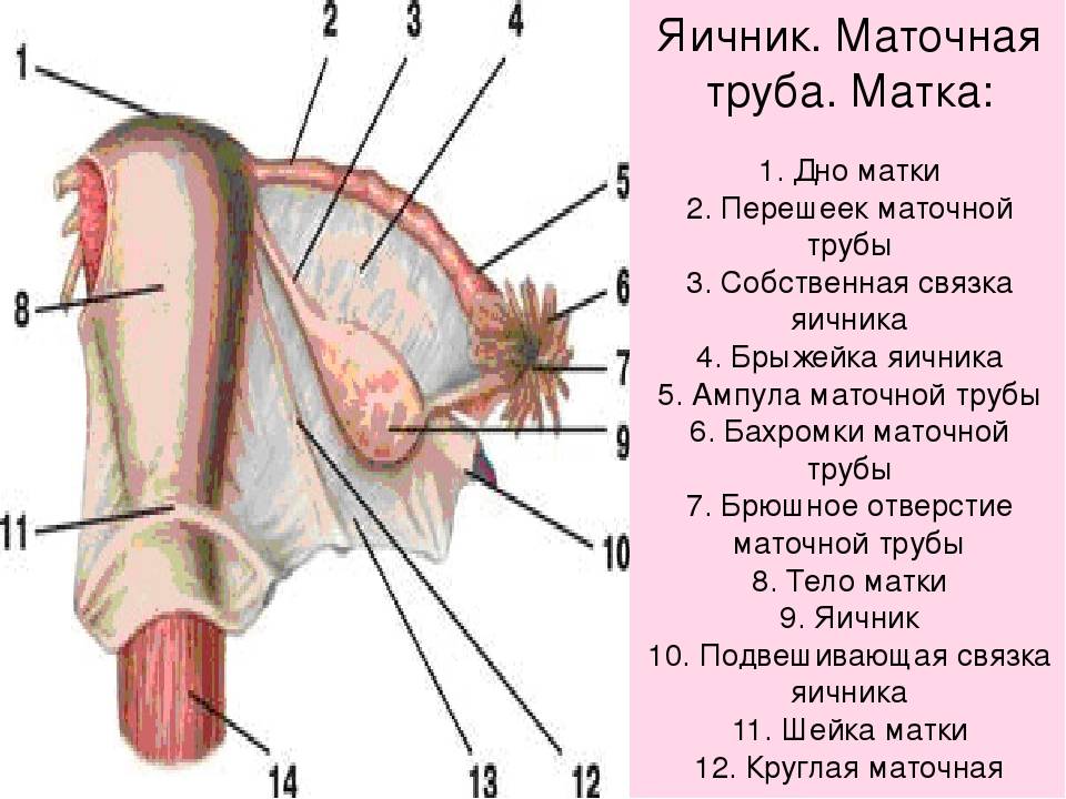 Строение матки: где находится, как выглядит, размеры, картинки и фото с описанием, анатомия женщины (придатки, связки, шейка) нерожавшей и беременной