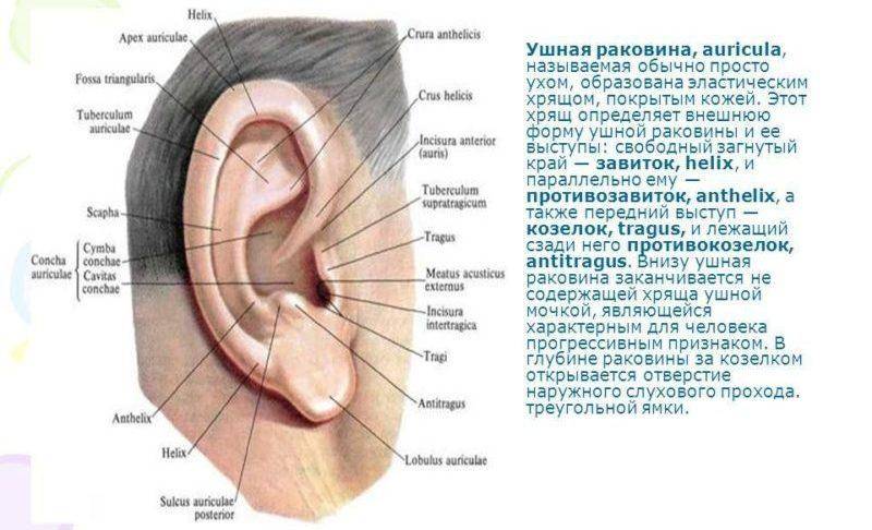 Воспаление слухового прохода: причины, симптомы и лечение