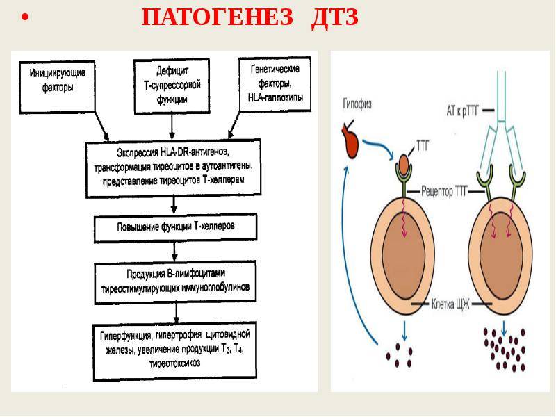 Тиреотоксикоз. определение понятия, патогенез. классификация по степени тяжести и стадии развития.