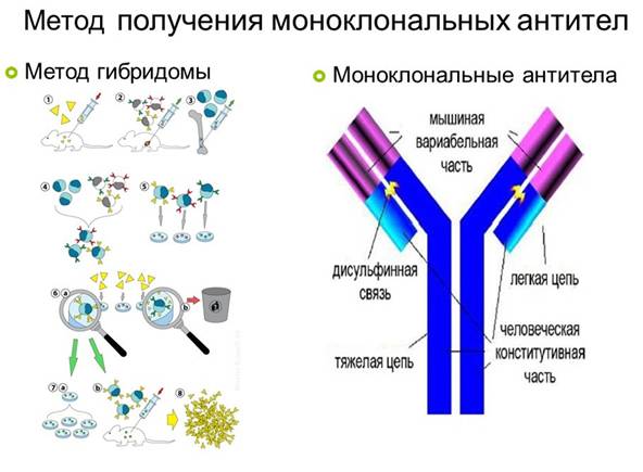 Номенклатура моноклональных антител - nomenclature of monoclonal antibodies