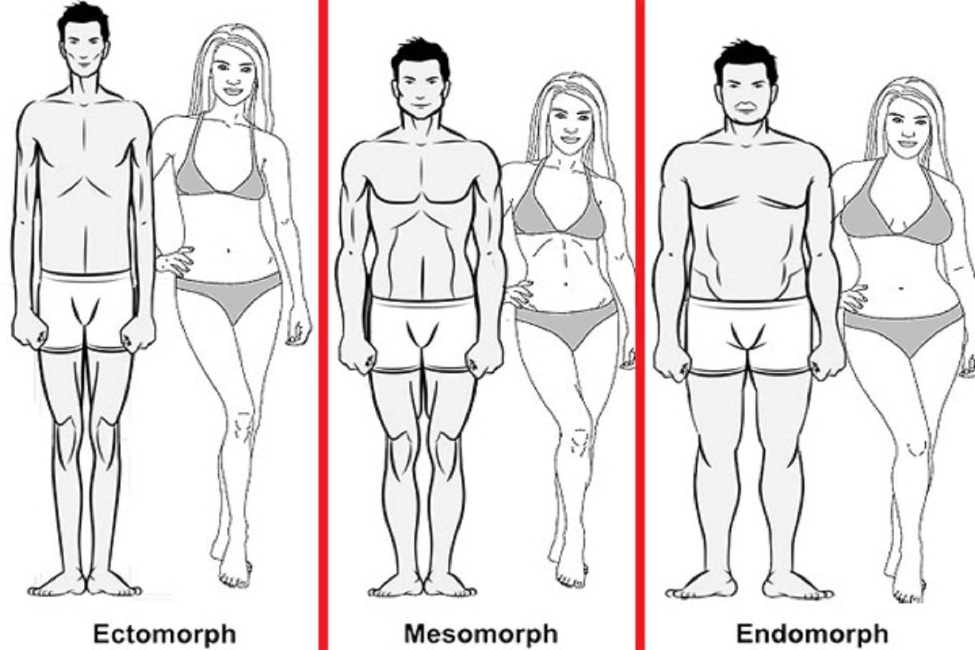 Эктоморф, мезоморф, эндоморф – типы телосложения (соматотипы по шелдону)  |  krok8.com - фундаментальная стратегия развития