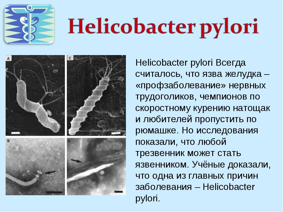 Mejor probiótico para helicobacter pylori