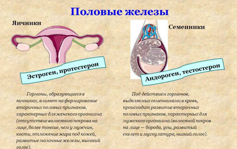 Гормональная проблема — гиперэстрогения у женщин: признаки и последствия