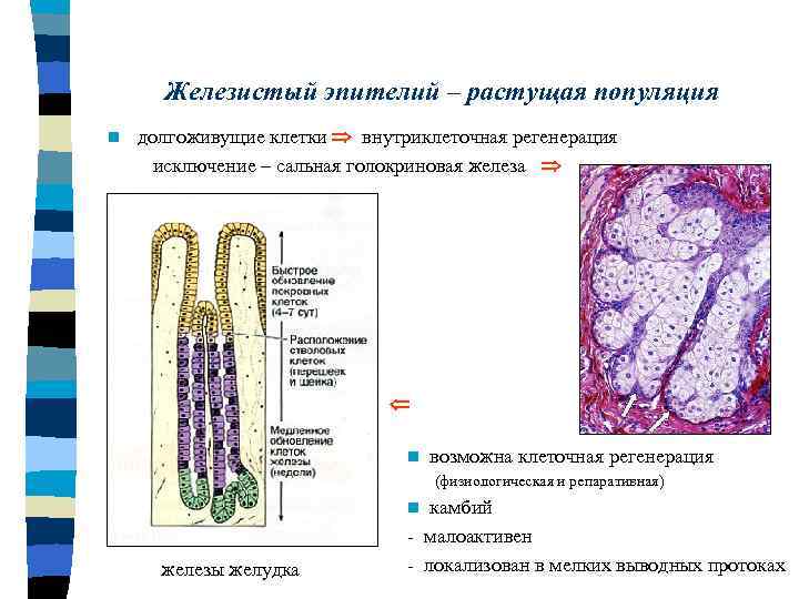 Гистология.mp3 - пищеварительная система (часть 6)